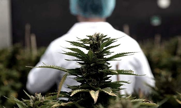 Cannabis.jpg