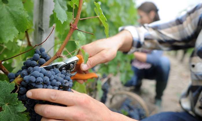 Vino-2.jpg
