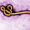 virus-ebola.jpg