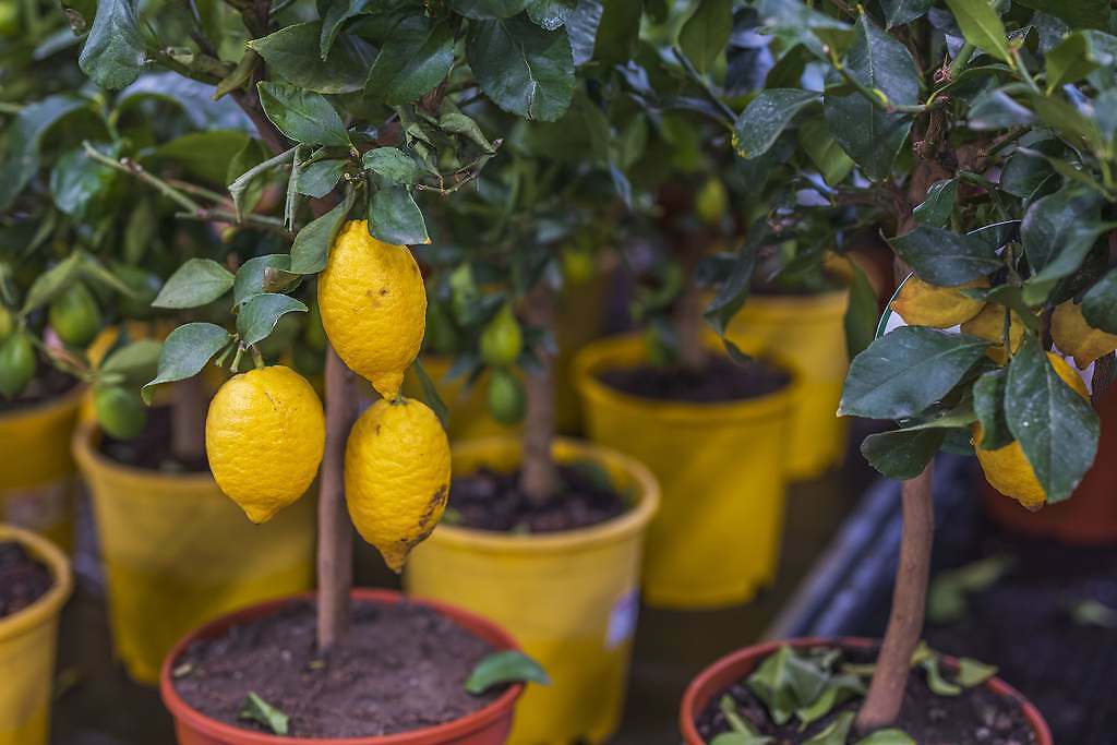Cómo hacer crecer tu limonero en menos de un mes con el truco que usan todos los jardineros expertos