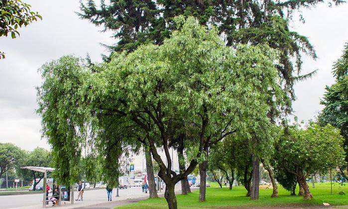 arboles-bogota.jpg