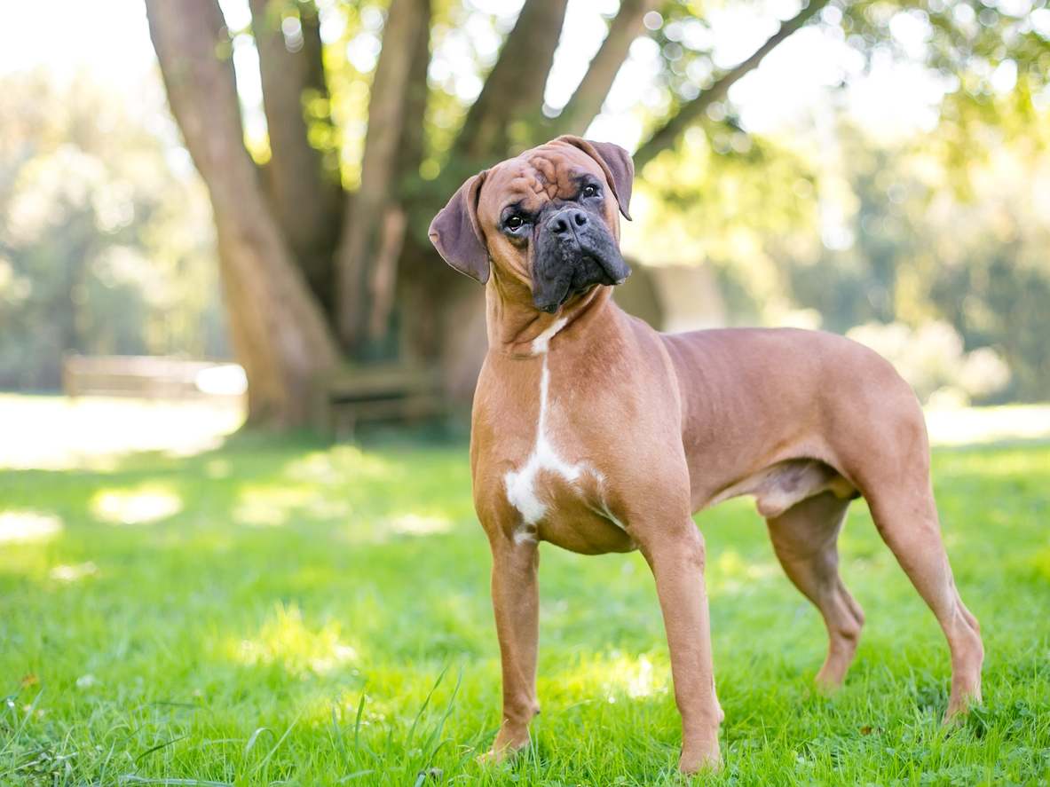 La evolución de los perros
