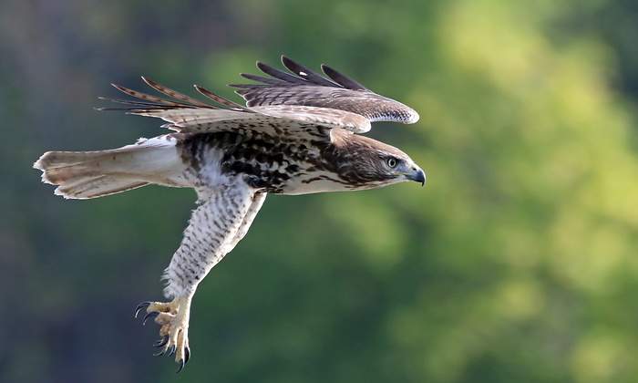 halcon-sobrevuela-garras.jpg