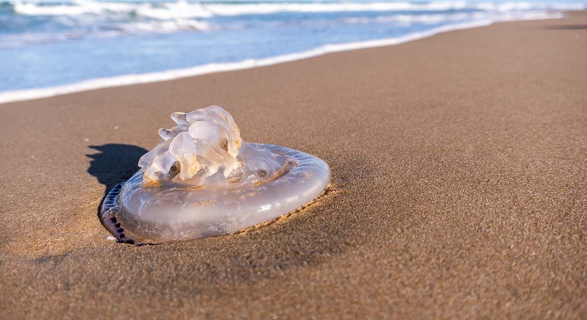 Ni amoníaco ni vinagre: lo que sí hay que hacer si te pica una medusa en la playa