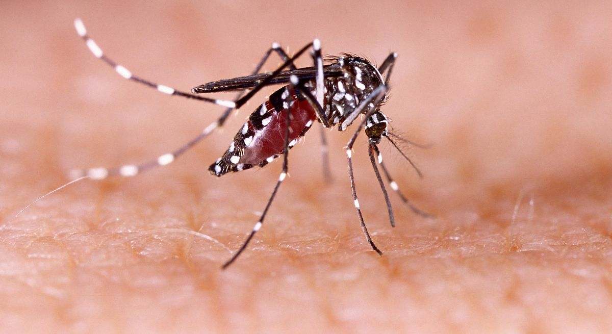 Cómo eliminar los mosquitos de tu casa utilizando solamente limón y romero