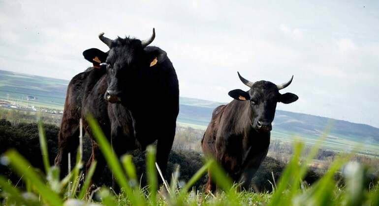 Reses Wagyu raza Negra (Kobe) de linaje Tajima