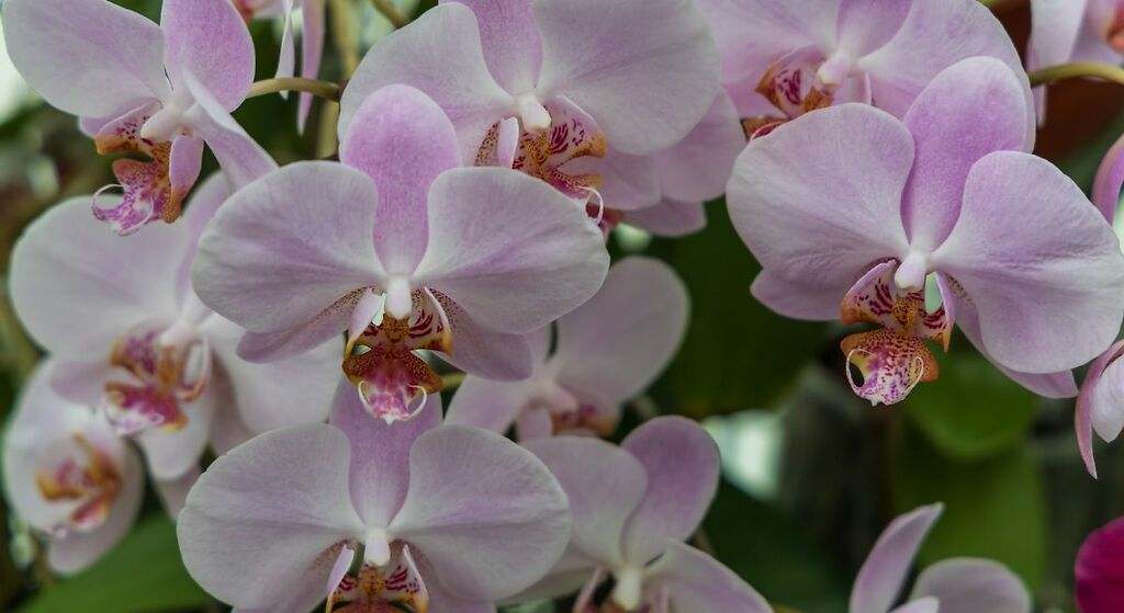 Bastante luz. Familia Orchidaceae