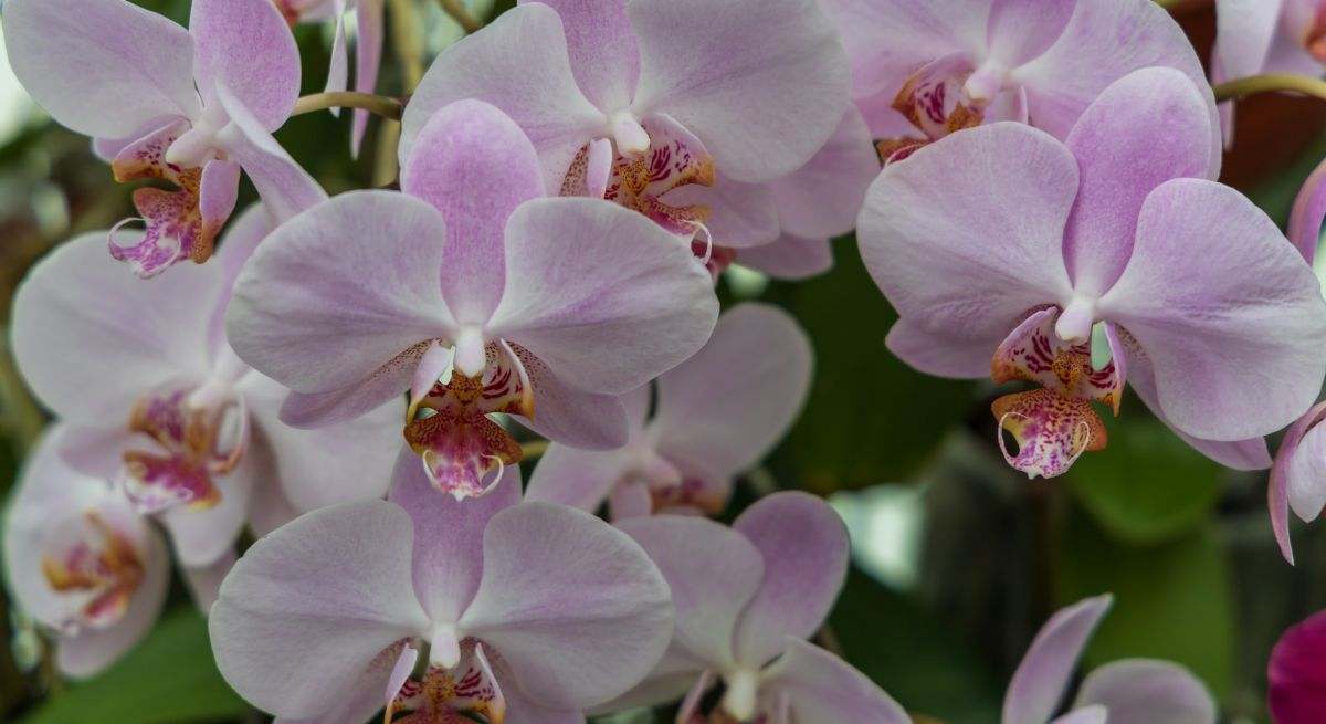 Bastante luz. Familia Orchidaceae