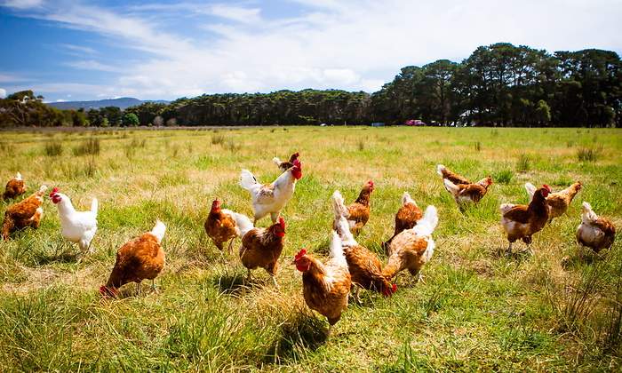 Gallinas