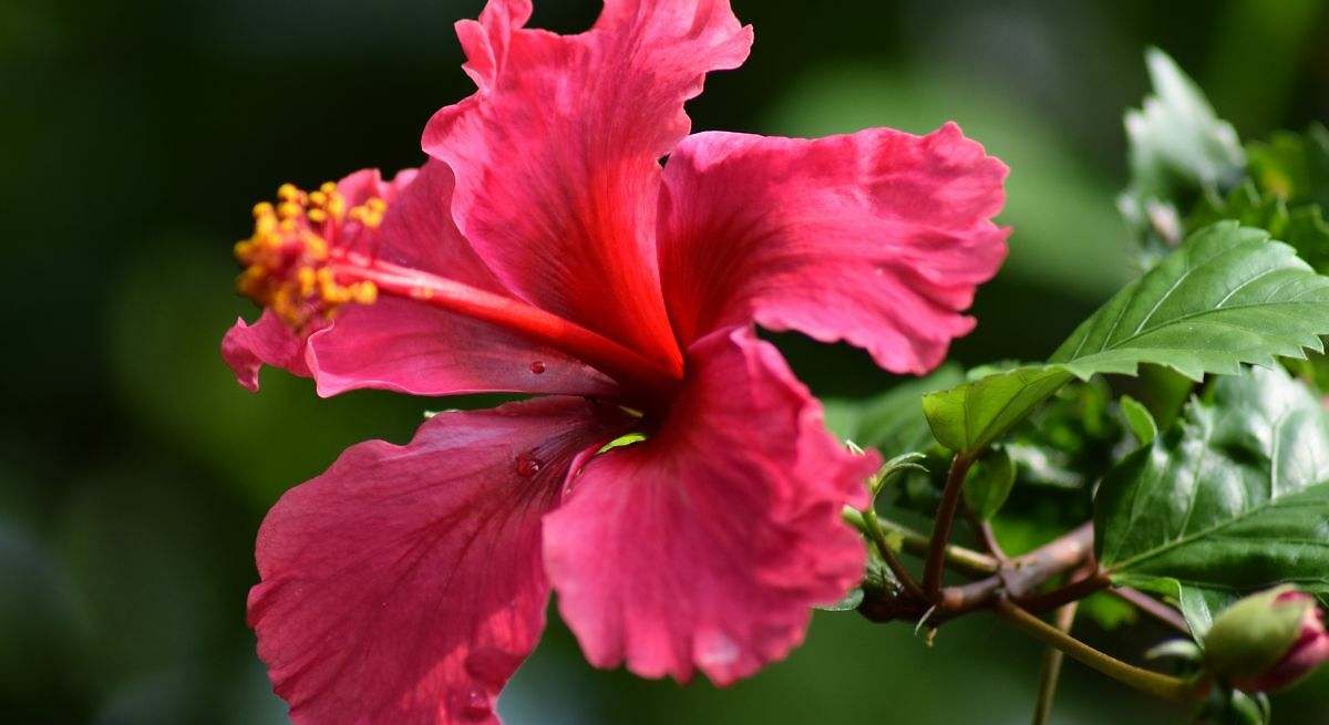 Flor de Jamaica