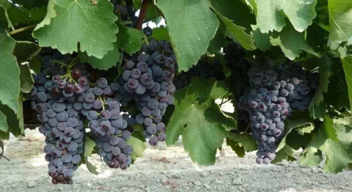 San Isidro trae a Aragón una nueva ley de agricultura familiar