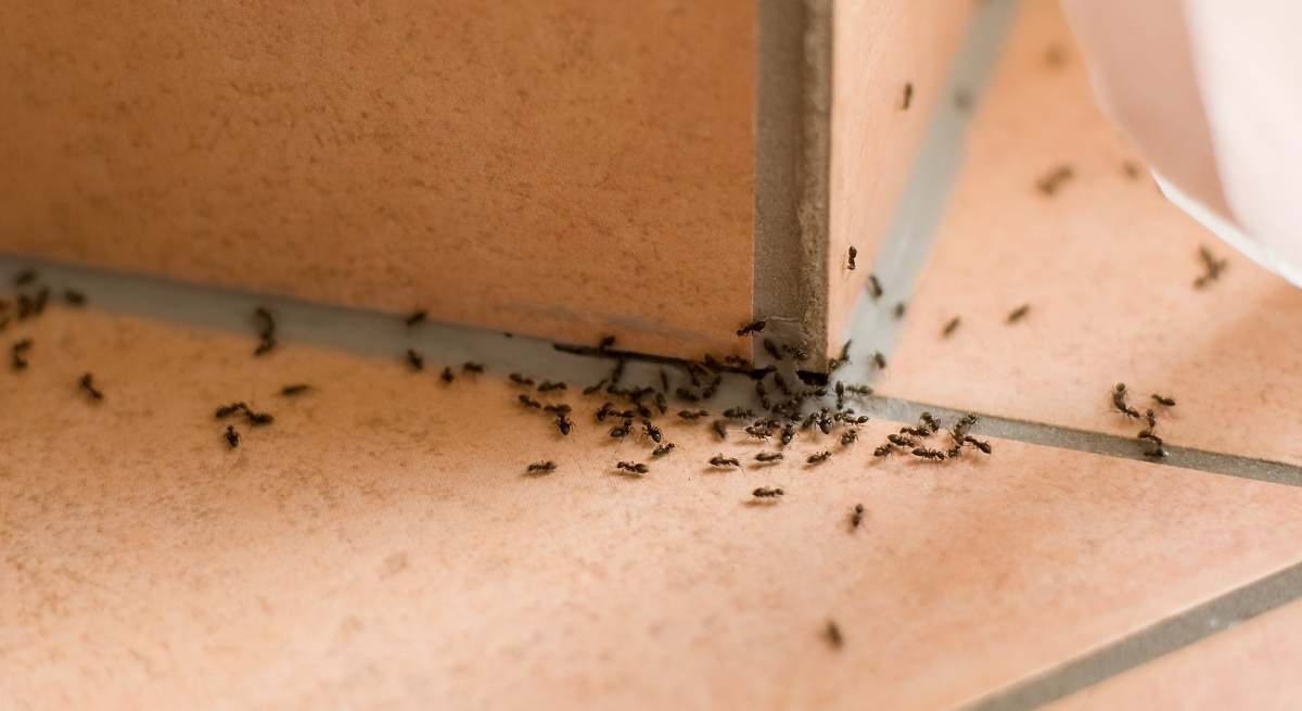 El truco infalible para eliminar a las hormigas con solo cuatro ingredientes que todo el mundo tiene por casa