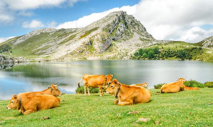 truco-vacas-lluvia.jpg