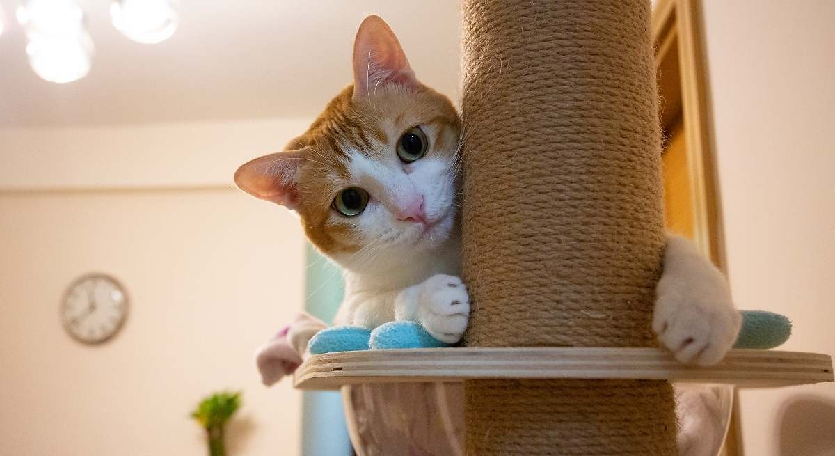 No tires la caja de cartón cuando te llega un paquete: puedes darle una segunda vida transformándola en un rascador para gatos