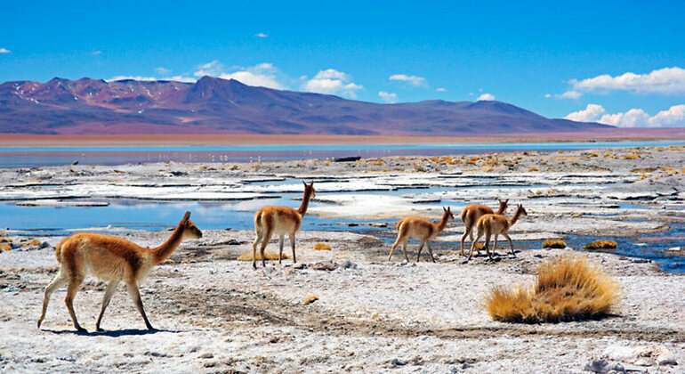 Reserva Nacional de Fauna Andina Eduardo Avaroa, Bolivia