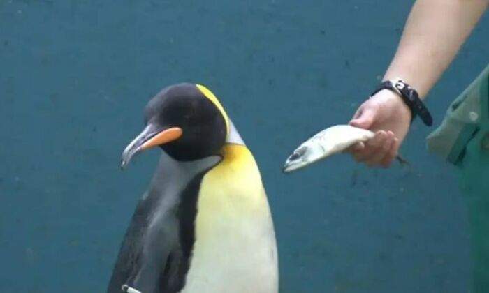 pinguinos-japon-rechazo.jpg