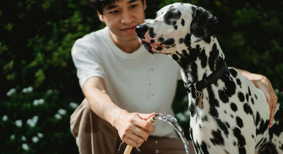 El peligro de refrescar a los perros