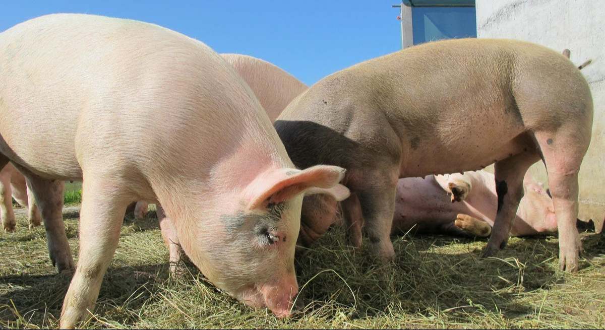 China contraataca a la UE con aranceles del 62,4% sobre productos derivados del cerdo