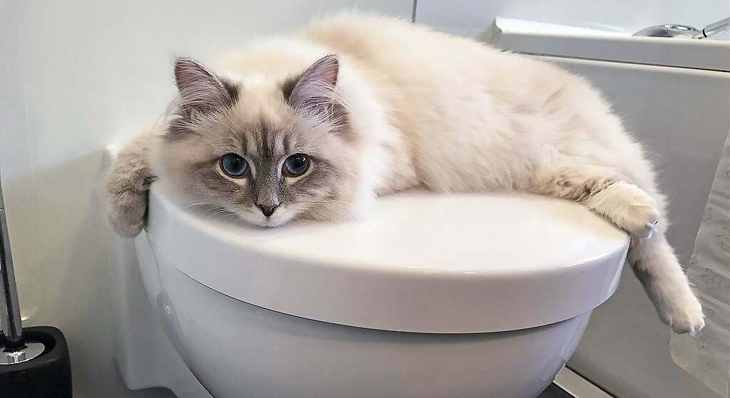 Este es el motivo por el que tu gato te acompaña al baño: no es para protegerte