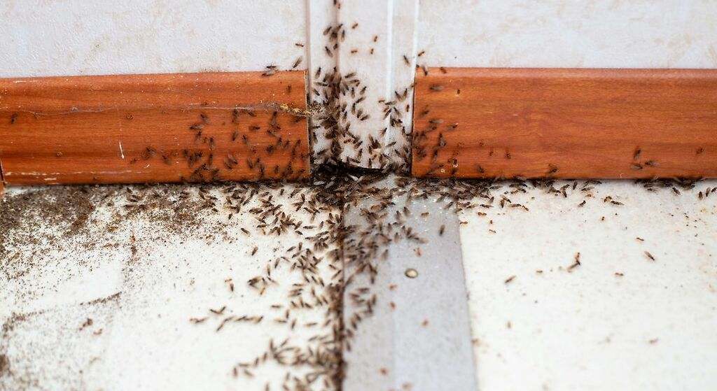 Cómo eliminar las hormigas de tu casa utilizando solamente canela y café