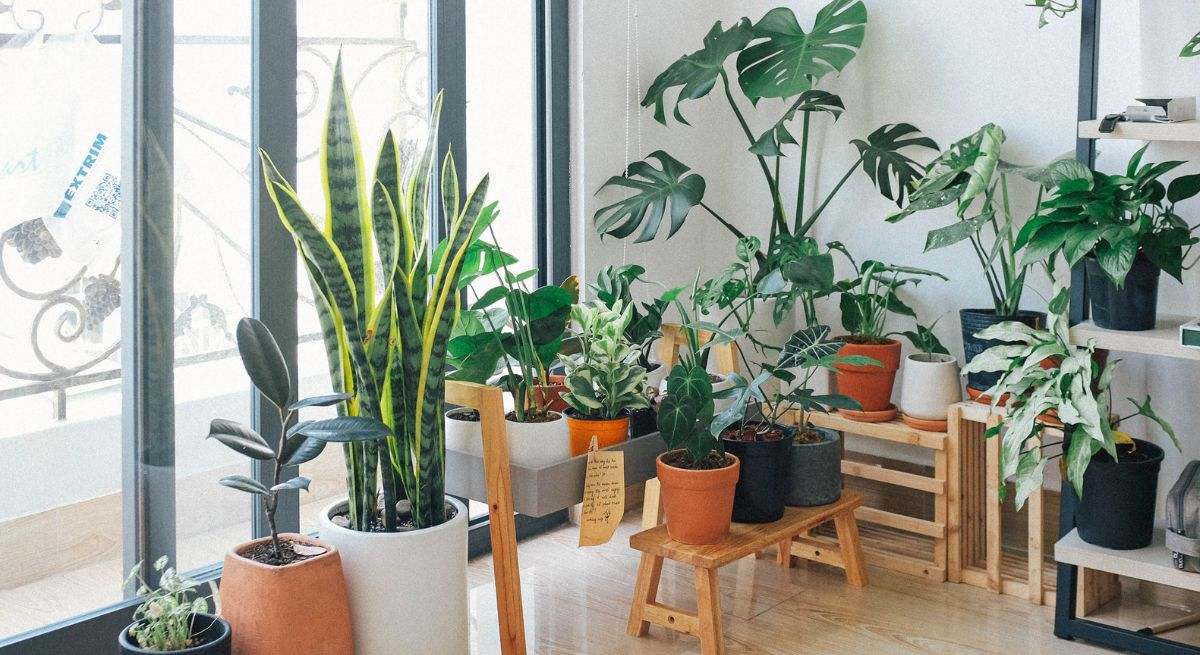 Cómo cuidar a una planta de interior que repele el agua: el sencillo truco para que siga creciendo