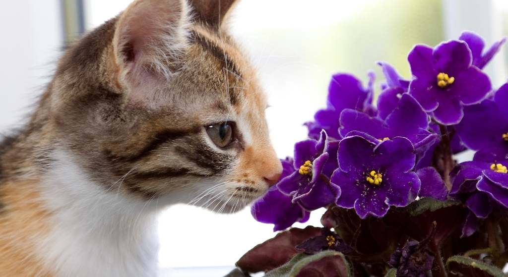 El olfato de los gatos