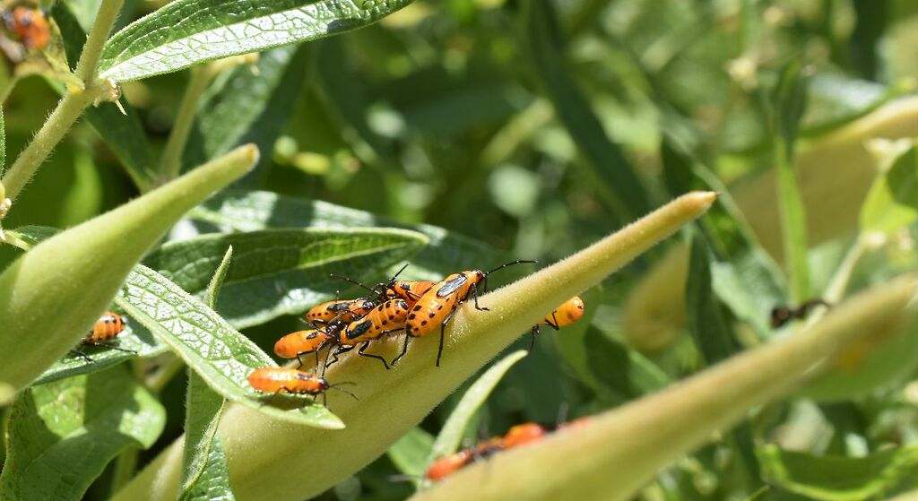 Repele plagas y pestes, ahuyentan insectos y bacterias
