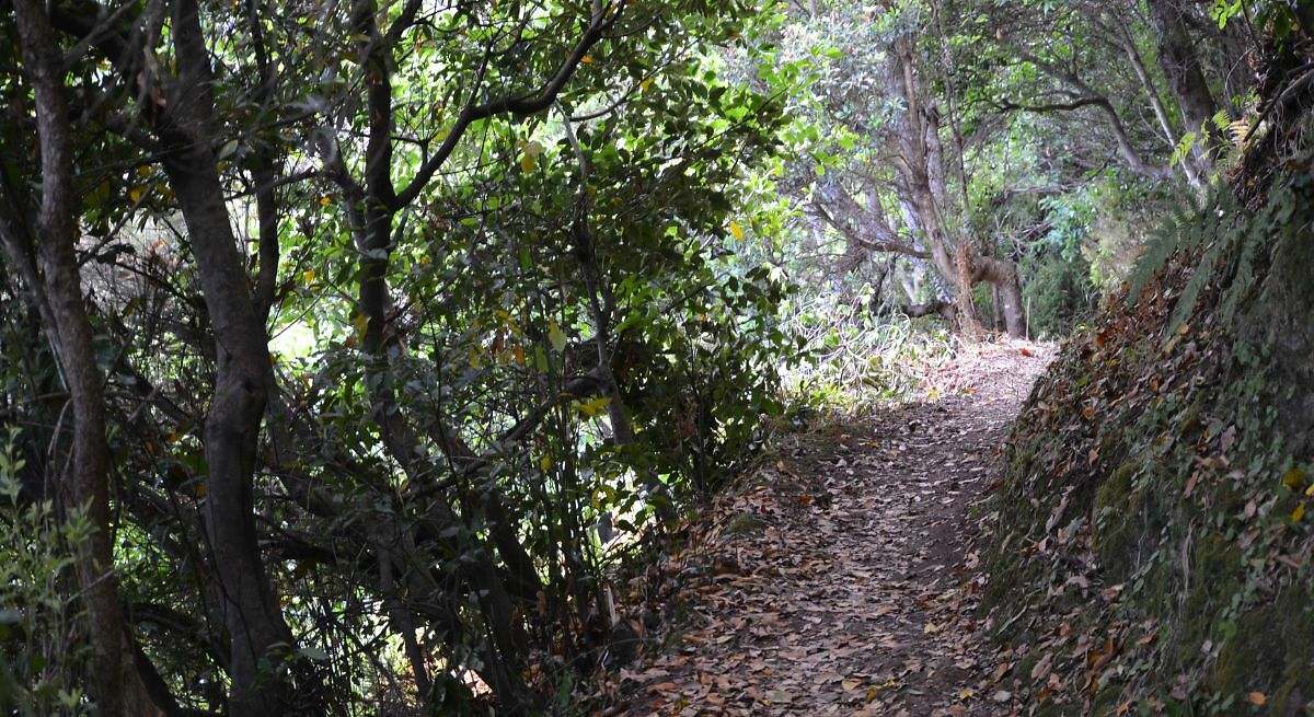El bosque del Fanal, el corazón de la jungla