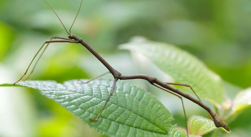 El impacto en la reducción masiva en el número de insectos