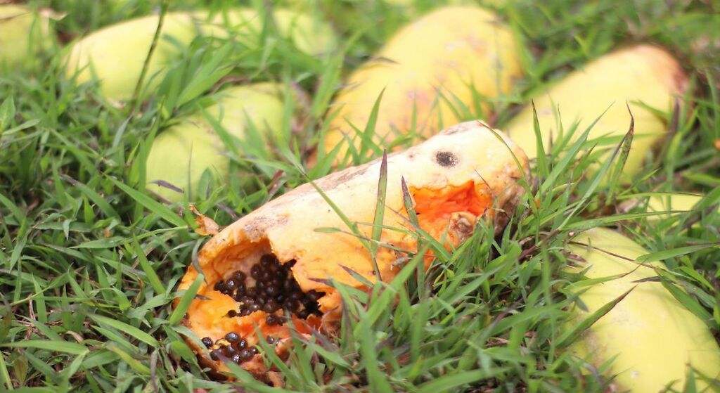 Fertilizante para plantas