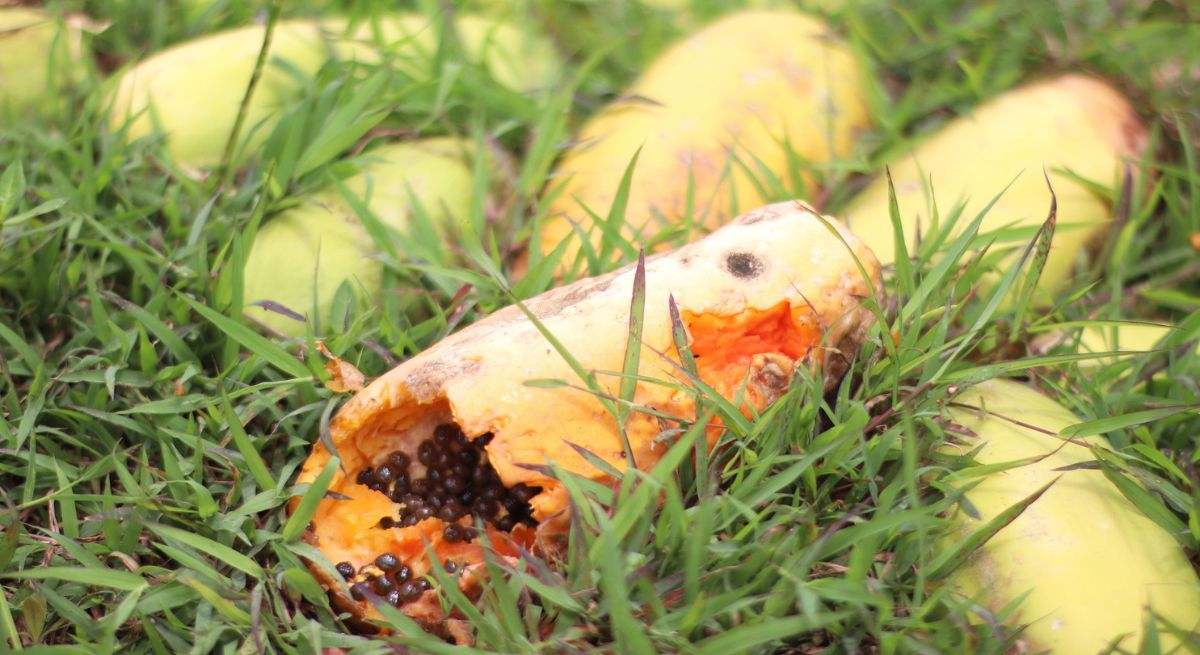 Fertilizante para plantas