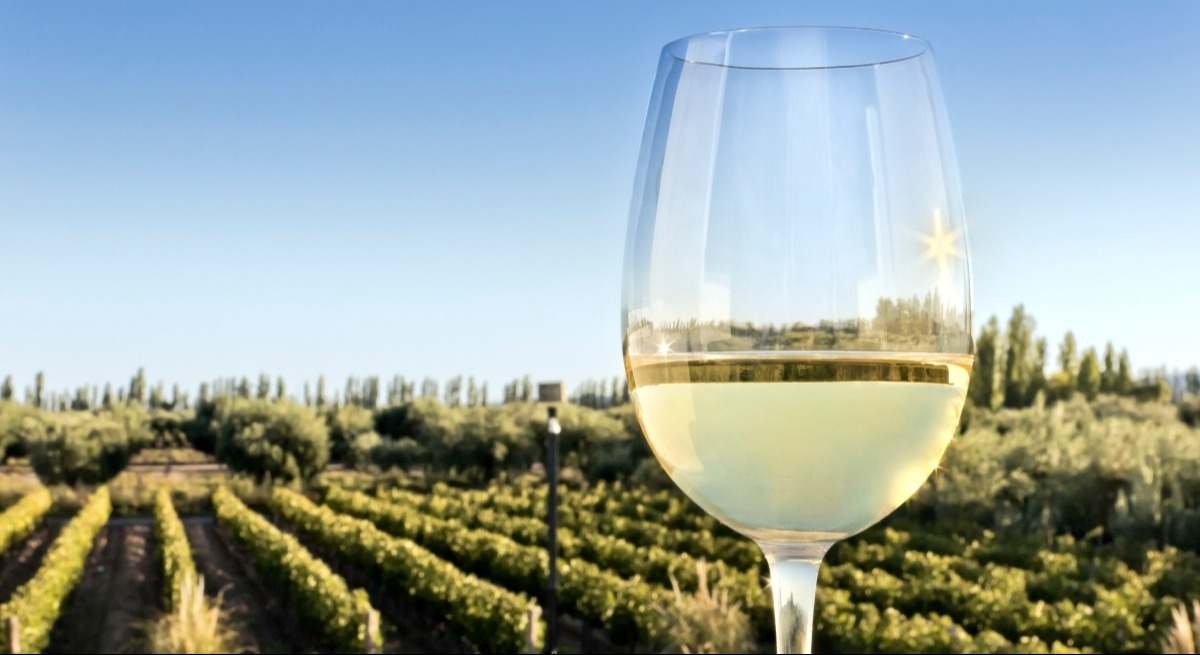 Vino blanco o tinto en verano: qué elegir y por qué, según El Coto de Rioja