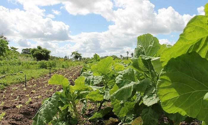 horticulture-irrigated.jpg