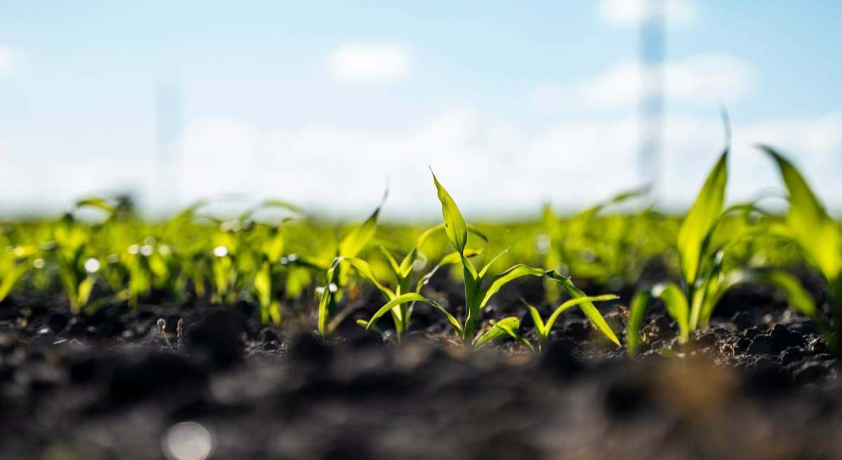 Nuevos bioplásticos biodegradables para evitar la contaminación en suelos abiertos y agrícolas