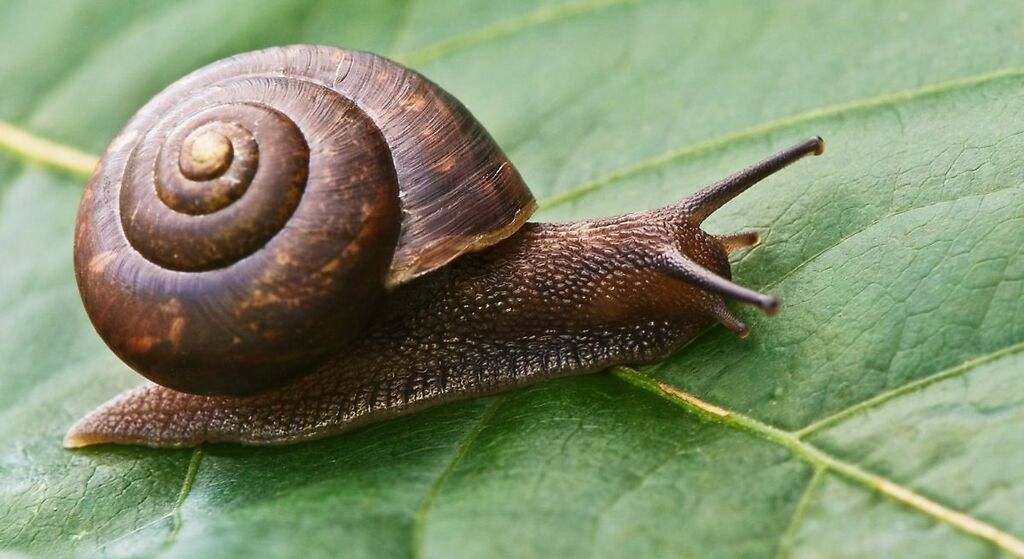 Adiós a los caracoles y babosas: este es el truco para alejarlos de tu jardín de forma natural