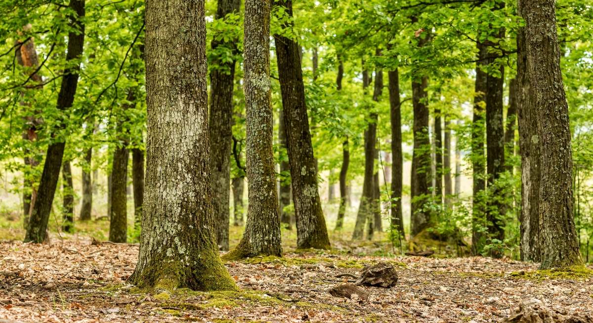 Investigadores españoles descubren la clave para que los bosques sobrevivan al cambio climático