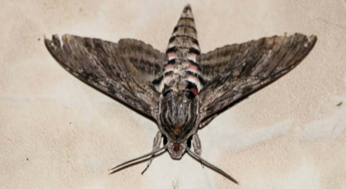 Una nueva plaga de polillas gigantes invade España: qué enfermedades pueden transmitir y cómo nos podemos deshacer de ellas