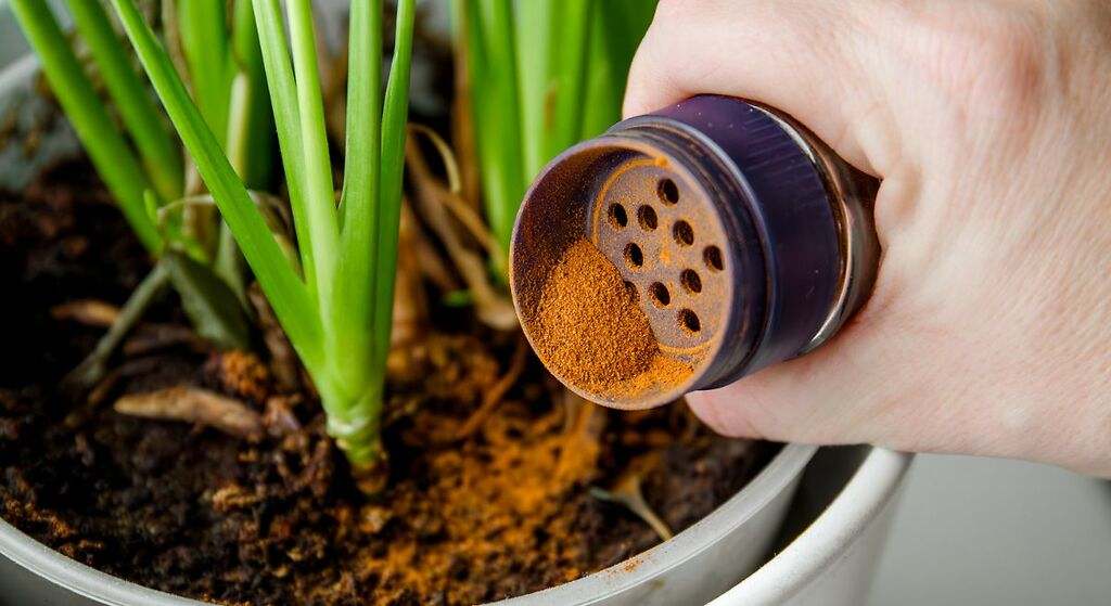 Cómo usar la canela para repeler hormigas