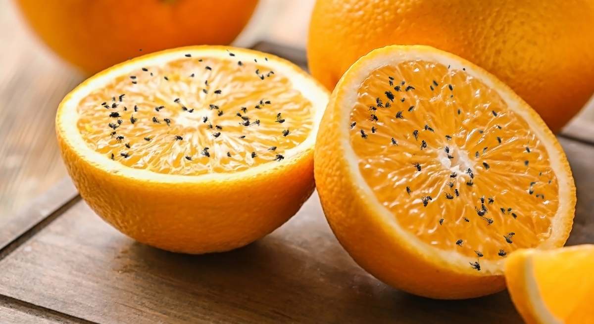 El truco con ingredientes caseros para eliminar a la mosca de la fruta al instante