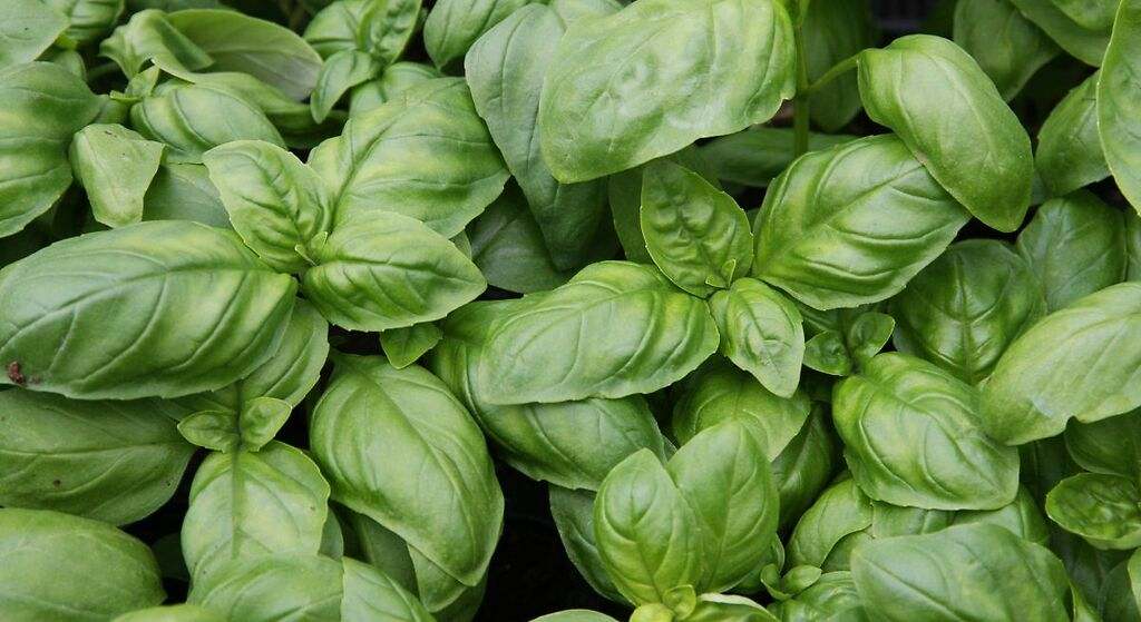 Albahaca
