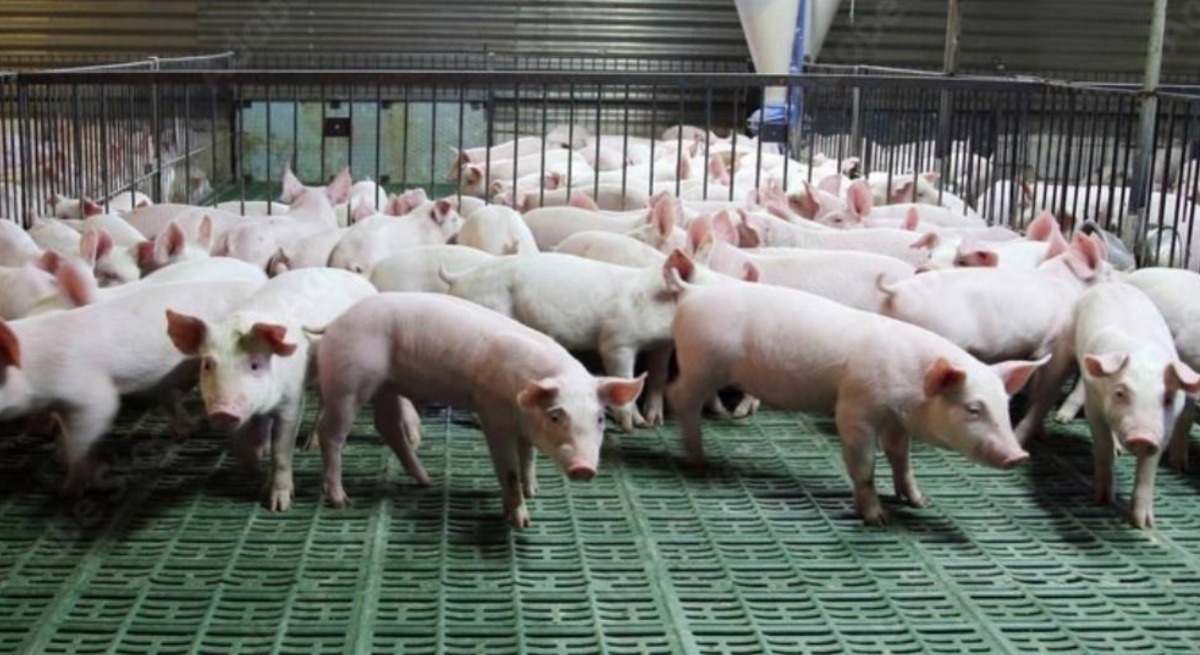 El porcino de Aragón en la encrucijada: los aranceles de China frenan las ventas y paralizan el envío de contenedores