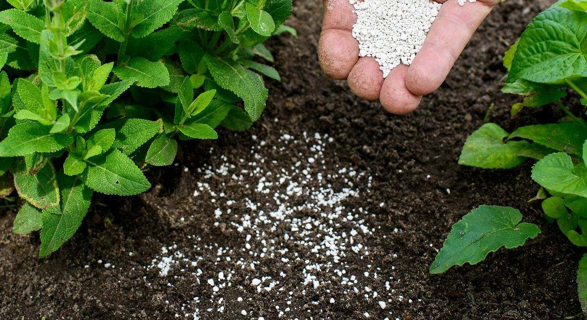 Ni café ni cáscaras de huevo: el abono casero considerado como 'mina de oro' para revivir y hacer crecer en verano tus plantas
