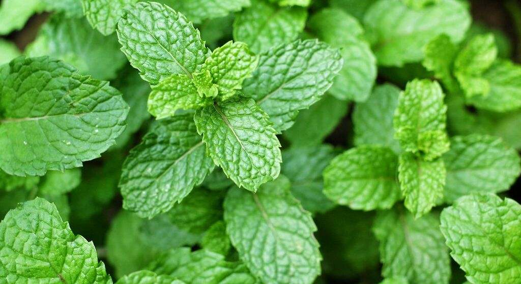 Menta