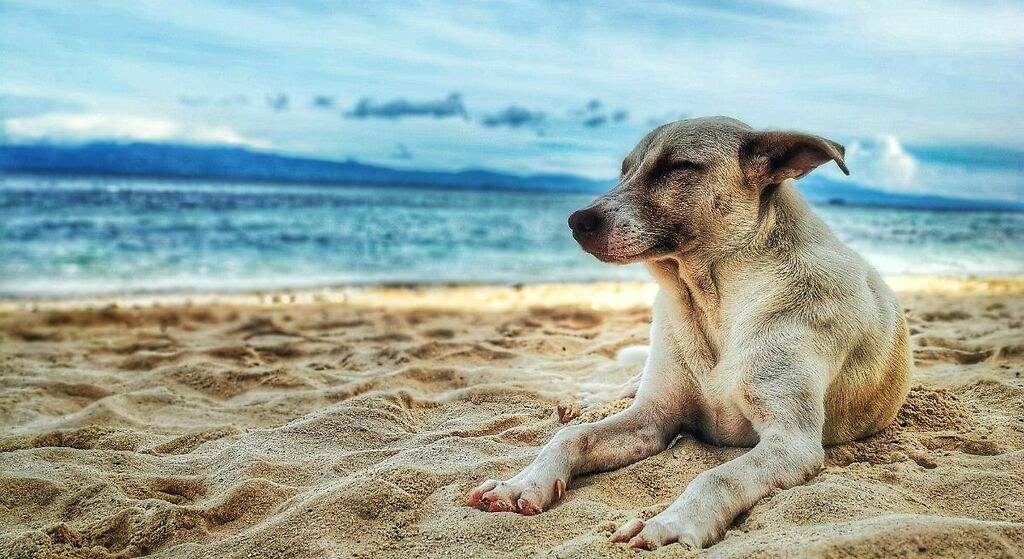 Las únicas tres playas que admiten perros en Valencia