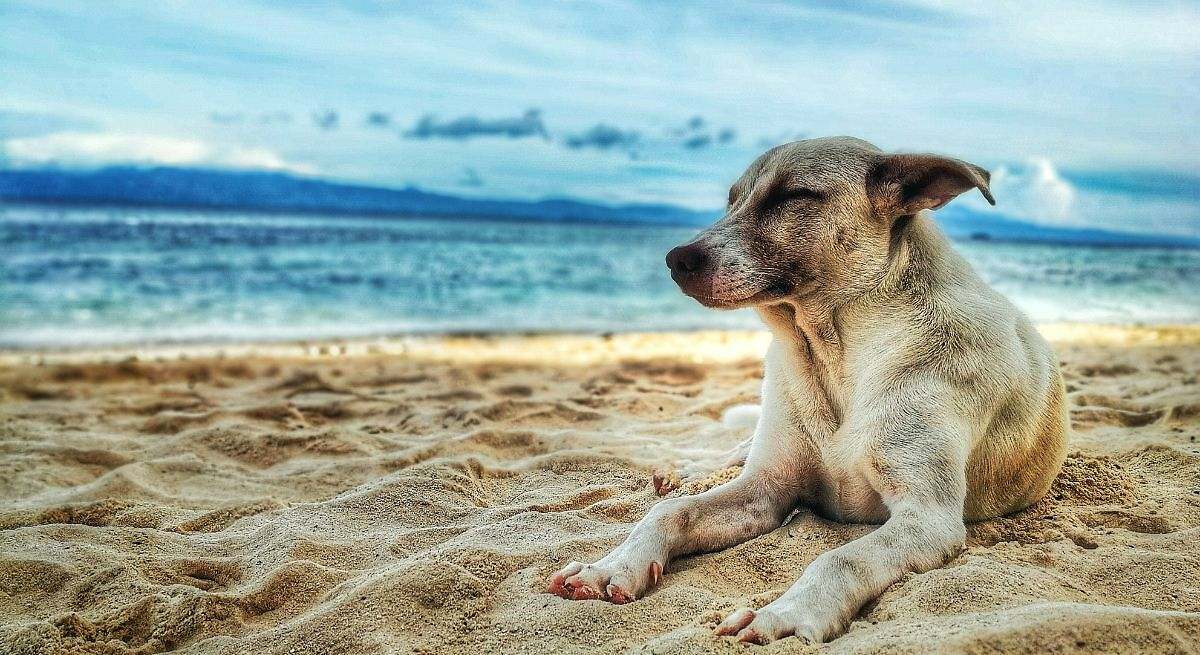 Las únicas tres playas que admiten perros en Valencia