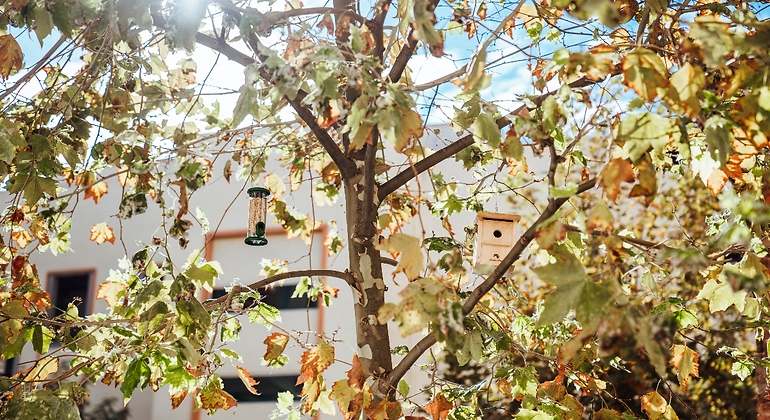 Árbol con casitas para pájaros