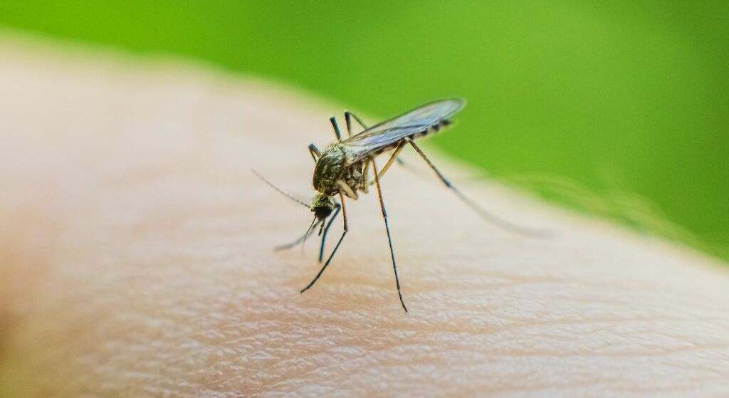 Mantén los mosquitos a raya el próximo verano con estos cinco consejos de la OCU: prioriza insecticidas y abandona las pulseras repelentes