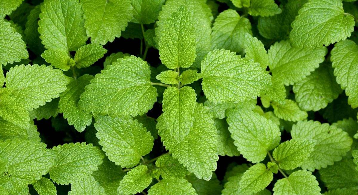 La planta medicinal que mejora la salud del hígado graso y ayuda a prevenir la cirrosis hepática