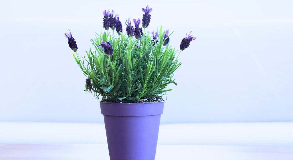 La planta que debes cultivar rápidamente en tu casa: ayuda a combatir el estrés y huele mejor que un perfume