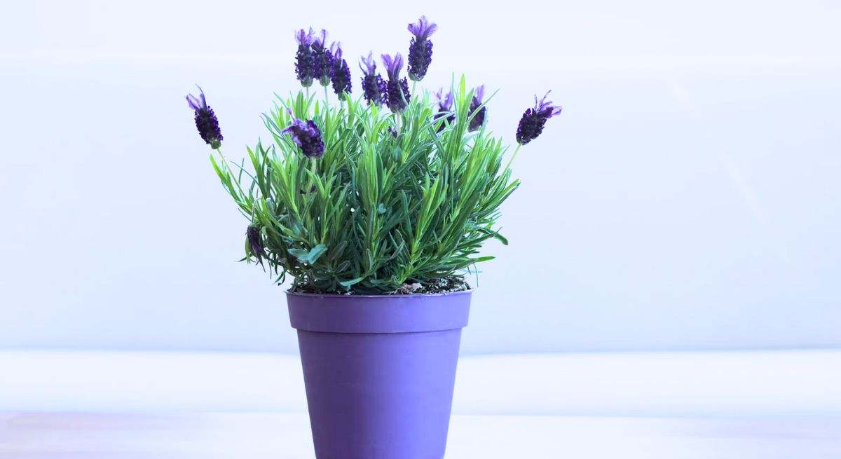 La planta que debes cultivar rápidamente en tu casa: ayuda a combatir el estrés y huele mejor que un perfume